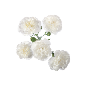 Spray Carnations (Pre-Orders)