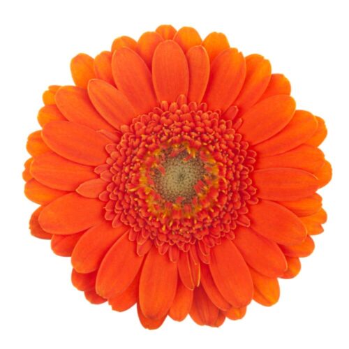 Capella (Orange)- Gerbera(Pre-Order) - The Floral Bar by Sanvish