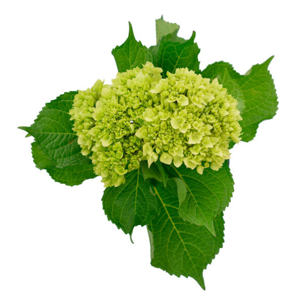 Mini Hydrangeas- Green (Pre-Order)