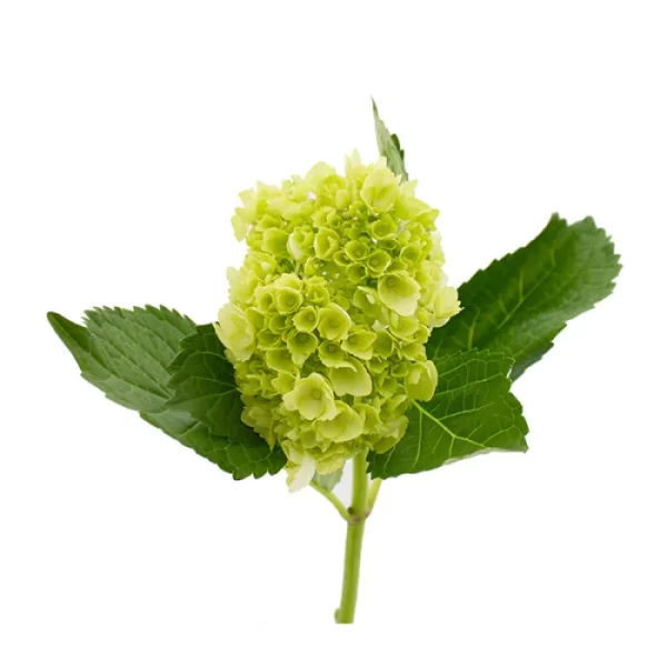 Mini Hydrangeas- Green (Pre-Order)