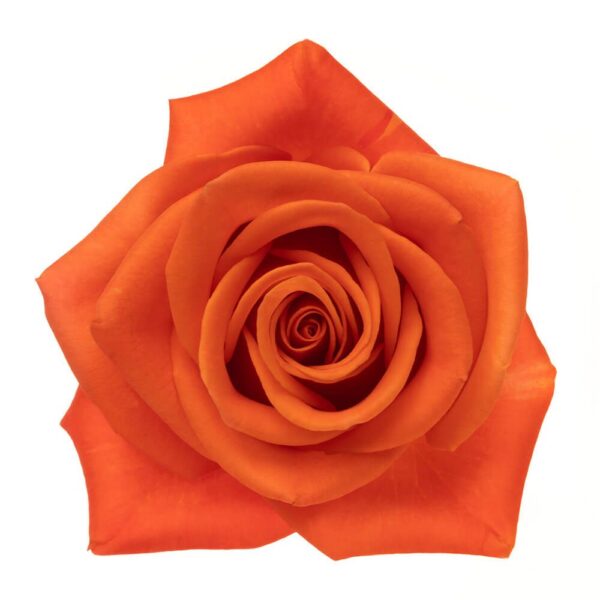 40cm Orange Crush-Roses  (Pre-Order)