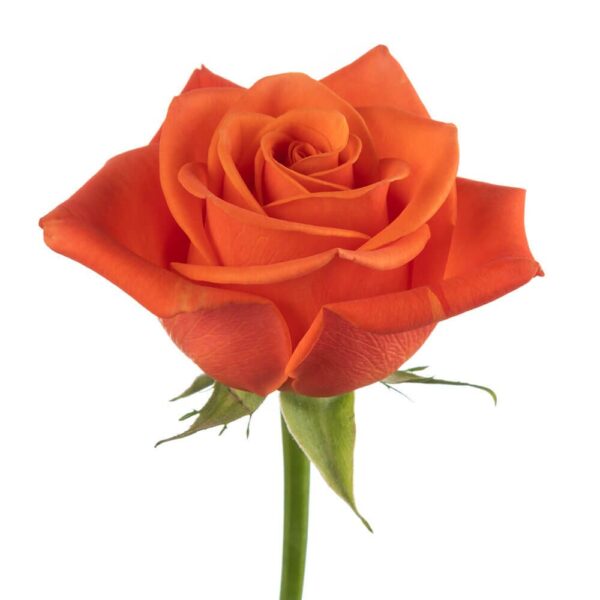 40cm Orange Crush-Roses  (Pre-Order)