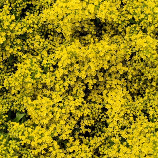 Solidago Yellow - Golden Glory Premium (Pre-Order)