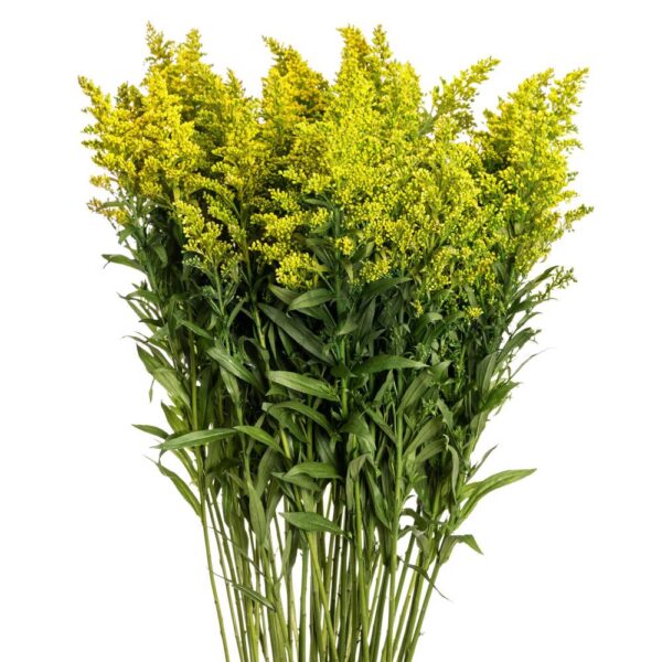 Solidago Yellow - Golden Glory Premium (Pre-Order)